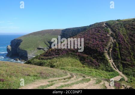 The South West Coast Path winds uphill through heather near Portreath on the north Cornwall coast Stock Photo