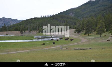 Late Spring in Yellowstone National Park: Bison Herd Grazes Along Madison River Near Madison Junction Stock Photo