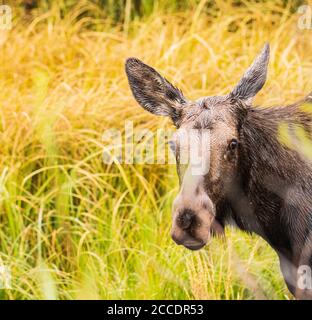 Closeup of a female moose looking toward camera surrounded by colorful grass in Grand Teton National Park Stock Photo