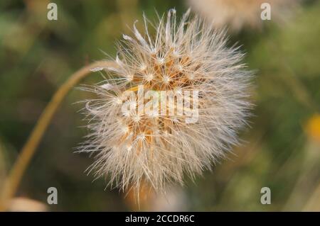 close up of dandelion clock wildflower with soft focused background Stock Photo