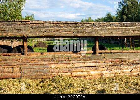 young black cow in stable behind bars with other cows in the background Stock Photo