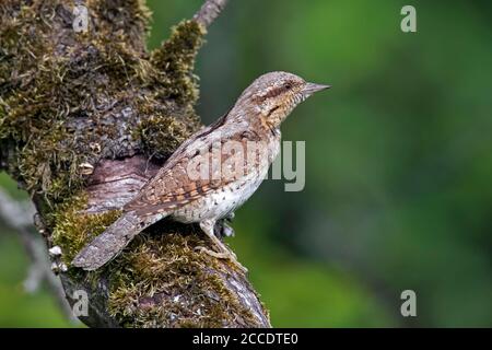 Eurasian wryneck / northern wryneck (Jynx torquilla) perched in tree in forest Stock Photo