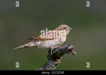 Eurasian wryneck / northern wryneck (Jynx torquilla) perched on tree branch Stock Photo