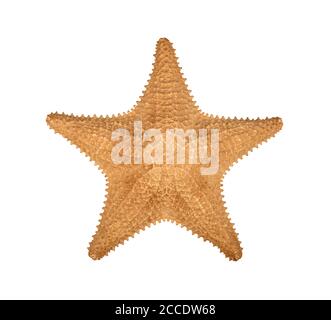 Close up one dried sea starfish (sea star, asteroid or five finger fish) isolated on white background, elevated top view, directly above Stock Photo