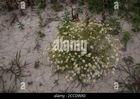 Chamomile plant in a shape of a bouquet, growing wild on a field with a very dry soil during a hot summer. West Slovakia.