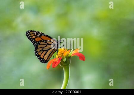 Monarch Butterfly, Danaus plexippuson, on orange Mexican Sunflower, Tithonia, green background Stock Photo