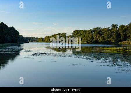 Nationalpark Donauauen, Danube-Auen National Park, oxbow lake 'Kühwörter Wasser', Austria, Lower Austria, Donau Stock Photo