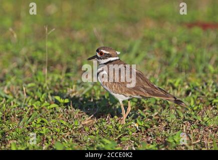 Killdeer (Charadrius vociferus ternominatus) adult standing in field  Zapata Peninsula, Cuba          March Stock Photo