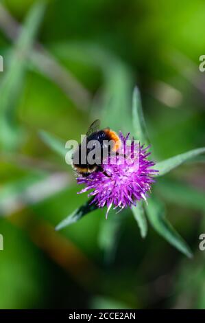 A bumblebee on a purple flower. Farley Mount, Hampshire, England. Stock Photo