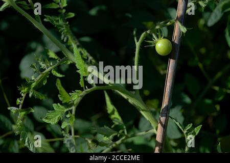On right of frame, a small single green unripe cherry tomatoes shines bright in evening sunlight. Vivid green colors with left side copy space Stock Photo