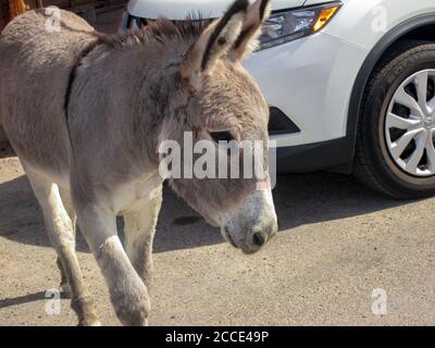 Oatman, AZ / USA – October 12, 2016: A young wild burro walks on the street of the former mining town of Oatman, Arizona. Stock Photo