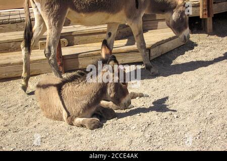 Oatman, AZ / USA – October 12, 2016: A young wild burro resting on the street in the former mining town of Oatman, Arizona. Stock Photo