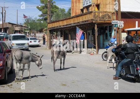 Oatman, AZ / USA – October 12, 2016: Wild burros walking on the street in the Route 66 tourist town of Oatman, Arizona. Stock Photo