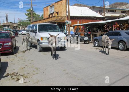 Oatman, AZ / USA – October 12, 2016: Wild burros are part of the attraction in the Route 66 tourist town of Oatman, known as a former mining town in A Stock Photo