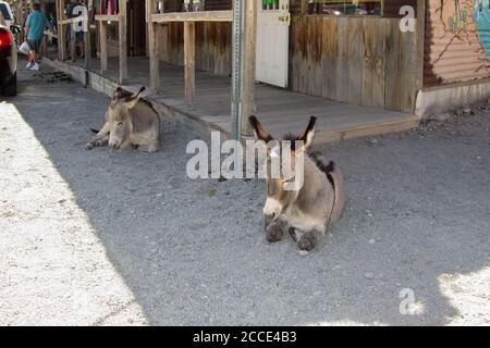 Oatman, AZ / USA – October 12, 2016: Two wild burros resting on the street in the former mining town of Oatman, Arizona. Stock Photo