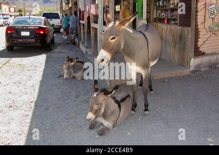 Oatman, AZ / USA – October 12, 2016: Three wild burros on the street in tourist town of Oatman, known as a former mining town in Arizona. Stock Photo