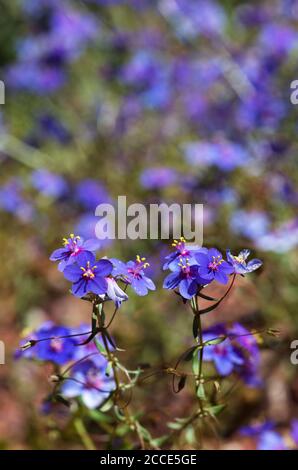 Blue pimpernel flowers (Anagallis monelli or Lysimachia monelli) in a selective focus over a field of the same plants. Arrabida mountains, Setubal, Po Stock Photo