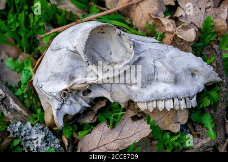 The skull of an unknown animal on the ground in the forest.The cranium of the mammal in the woods. Stock Photo