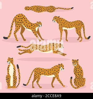 Collection of cute hand drawn cheetahs on pink background, standing, stretching, running and walking. Flat vector illustration Stock Vector