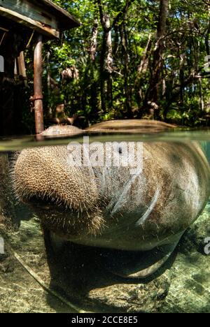 Manatee closeup over/under photo, Homosassa Springs, Florida Stock Photo