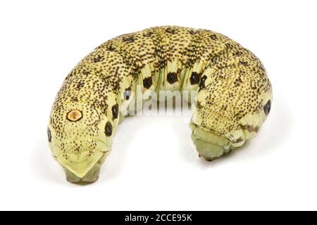 Caterpillar of death's-head hawkmoth Latin name (Acherontia atropos). Isolated on white background. High resolution photo. Full depth of field. Stock Photo