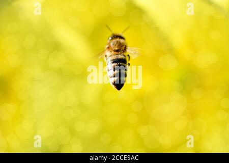 Bee in flight on a flower, honey bee. High resolution photo. Selective focus. Shallow depth of field. Stock Photo
