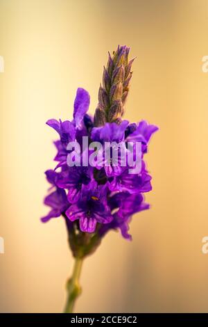 Close Up, Nature, Garden, Flower, Growth, Abstract, purple flower with warm orange background Stock Photo