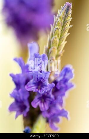 Close Up, Nature, Garden, Flower, Growth, Abstract, purple flower with warm orange background Stock Photo