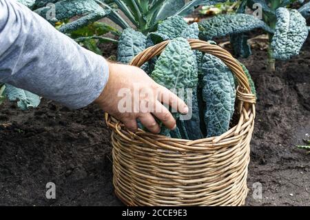 Lacinato kale in basket Stock Photo