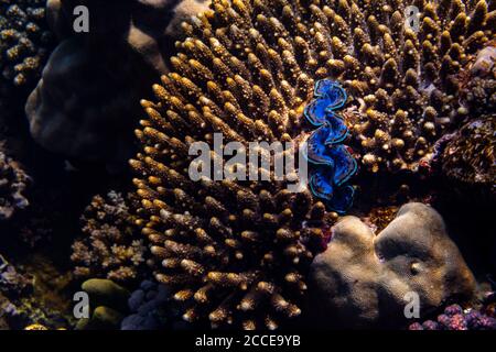 Coral Reef, Tridacna maxima, Egypt, Red Sea, Marsa Alam, Africa, Stock Photo