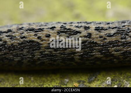 Pattern texture of leopard slug, Latin name (Limax maximus) on stone background. High resolution photo. Stock Photo