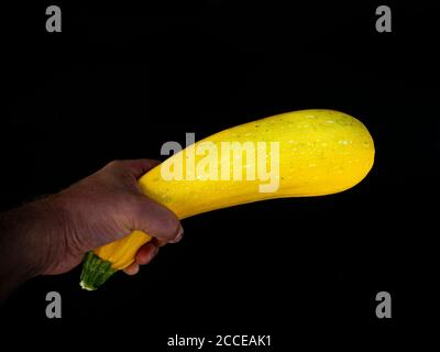 Vegetable marrow in hand on a black background. Stock Photo