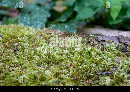 Wooden grunge mossy plank board wall disruption background texture closeup Stock Photo