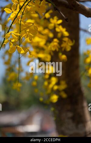 Kani konna a kerala flower used as a symbol of Vishu Kani a Hindu ritual Stock Photo