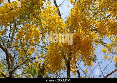 Kani konna a kerala flower used as a symbol of Vishu Kani a Hindu ritual Stock Photo