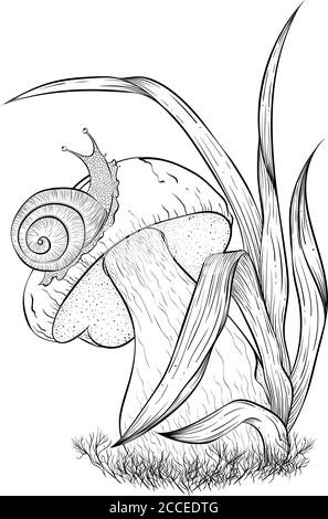 Garden snail crawling on mushroom. Vector illustration isolated on white background. Beautiful autumn illustration in sketch style for coloring book Stock Vector