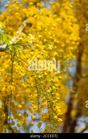 Kani konna a kerala flower used as a symbol of Vishu Kani a Hindu ritual Stock Photo