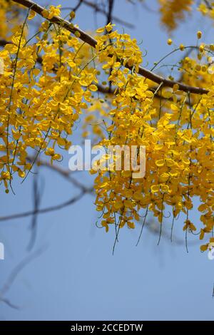 Kani konna a kerala flower used as a symbol of Vishu Kani a Hindu ritual Stock Photo