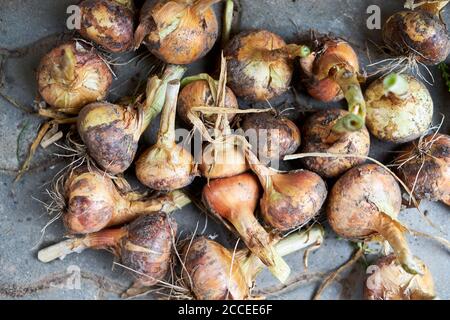 Selective focus on drying onions. Summertime. Close up. Stock Photo