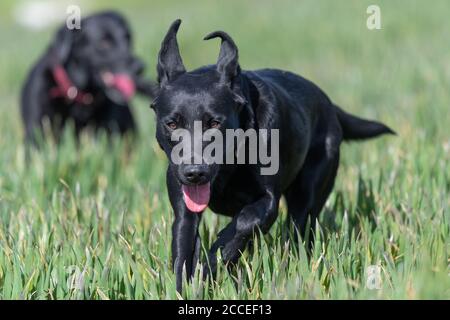 Close up of a black Labrador running through a field Stock Photo