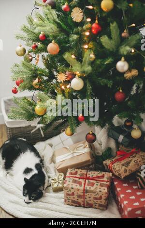 Cute cat sleeping under Christmas tree with gifts and festive lights. Stylish wrapped gifts under christmas tree with red and gold baubles and adorabl Stock Photo