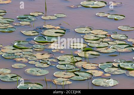 White Water lilies (Nymphaea odorata), freshwater pond, Eastern North America, by Dominique Braud/Dembinsky Photo Assoc Stock Photo
