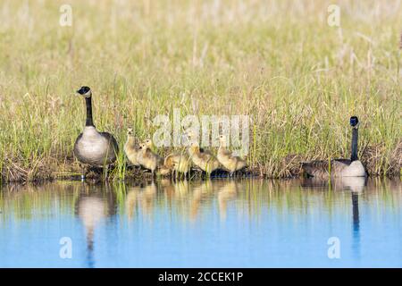Canada geese (Branta canadensis) and goslings, freshwater pond, Spring, E USA, by Dominique Braud/Dembinsky Photo Assoc Stock Photo