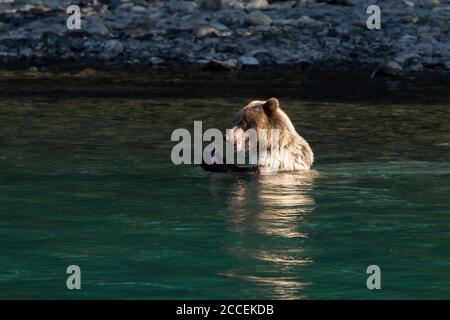 A Brown Bear juvenile looks for salmon in the Kenai River at the Kenai ...