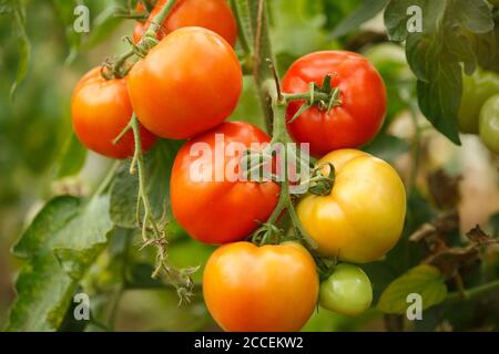 Closeup of tomatoes on white background with light shadow Stock Photo