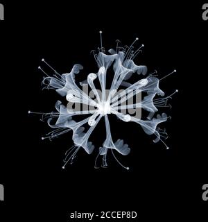 Honeysuckle, X-ray Stock Photo