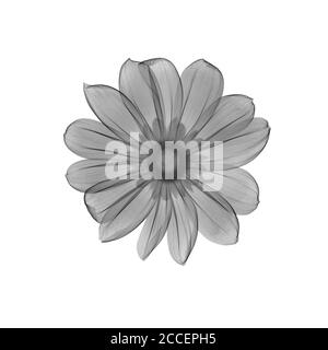Rudbeckia flower, X-ray Stock Photo