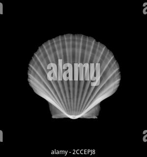 Scallop shell, X-ray Stock Photo