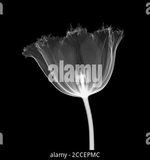 Serrated tulip, X-ray Stock Photo