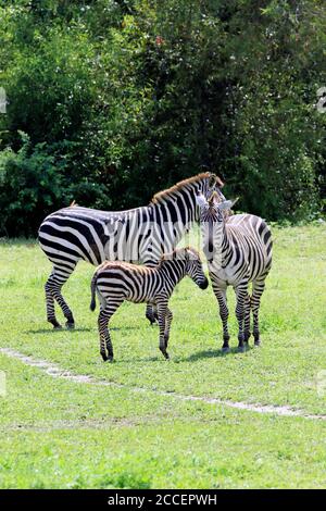 A family of Grant's Zebras at the Cape May County Zoo, Cape May Courthouse, New Jersey, USA Stock Photo